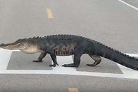 تمساح ضخم يعبر الطريق من المكان المخصص للمشاة