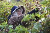 القطن المصري