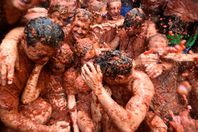 شاهد.. ابرز المشاهد في المهرجان الـ 73 للطماطم في مدينة بونول الأسبانية