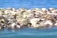 300 سلحفاة مقتولة