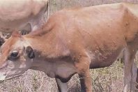 الجلد العقدي