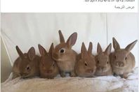 موقع إسرائيلي يسخر من حكومة الاحتلال بهذه الصورة