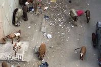 الخرفان تأكل من القمامة