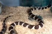 صورة من الفبدبو