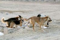 كلاب ضالة تهاجم فتاة