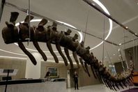 سوق للديناصورات