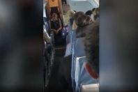 مضيفة طيران