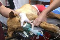 إنسانية طبيب تنقذ «كلبة» من ورم سرطاني
