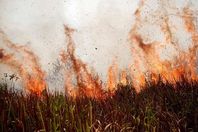 حرائق الأمازون