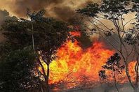 حرائق الامازون