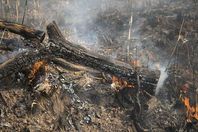 غابات الأمازون