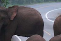 فيل يستخدم الطريق للنوم في دفء الشمس