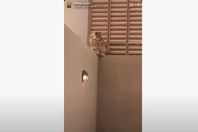 أسد يشار ك عائلة سعودية ذبح الأضحية
