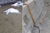 ثعبان يلتهم أغنام