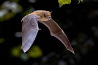 العلماء يصطادون الخفافيش لتتبع أصول فيروس كورونا في تايلاند