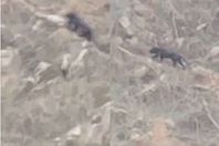 السعودية.. نمر أسود يصعد الجبال غير مكترث بالتصوير