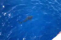 خفر السواحل الأمريكي يطلق النار على سمكة قرش ضخمة