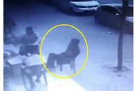 . لحظة سقوط طفل من الدور الثالث في حضن رجل بالشارع