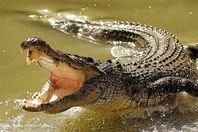 133-011411-crocodile-panic-egypt_700x400