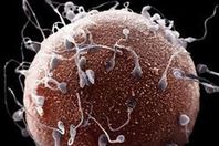 علماء يتوصلون إلى بروتين يساعد في علاج العقم