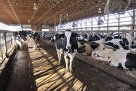 إغلاق أسواق الماشية بسبب الحمى القلاعية بالمنوفية