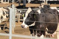 31 فدانًا لإقامة مزرعة تسمين عجول للشباب