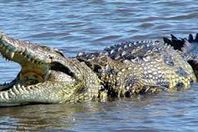 تماسيح "البحيرات المقدسة".. أوفياء على الدوام للرئيس الإيفواري السابق هوفويت بوانييه