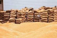 انفراجة فى أزمة توريد القمح بكفر الشيخ