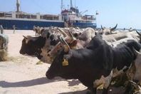 ميناء سفاجا يستعد لاستقبال 1700 رأس عجول من السودان