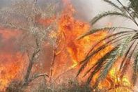 النيابة تطلب جمع الأدلة الجنائية في حريق مزرعة أشجار زيتون بأبو رواش