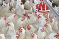 "سرطان الفراخ" يهدد الثروة الداجنة في مصر