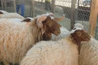 "الطب البيطري" تشرف على ذبح 800 أضحية بكفر الشيخ