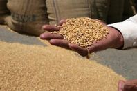 مليار جنيه تكلفة الفساد في توريد القمح
