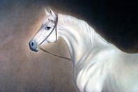 رايحين مكة على حصان أبيض