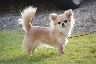 كلب أرشيفية