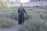 وسط الاشواك داخل عين السليين السياحية