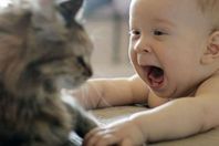 الحيوانات الأليفة