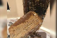 أسراب النحل تغزو منزلًا