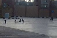 صورة الكلاب الضالة داخل ميناء سفاجا