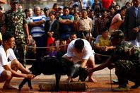 ذبح الماعز فى نيبال