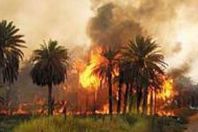 حريق بنخيل الدقيرة جنوب الأقصر