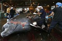 صيد الحيتان فى اليابان