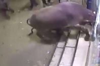 جاموسة تقتحم صيدلية