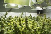 الماريجوانا