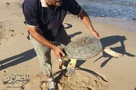 صور السلحفاه