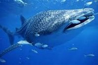 سمكة القرش