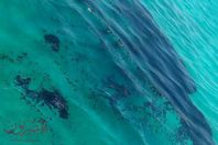 تلوث بترولي جديد بالغردقة