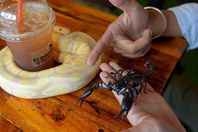 مقهى يقدم مشروباته للزبائن وسط الثعابين والعقارب