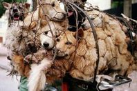 قطط وكلاب - أرشيفية