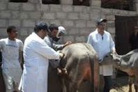 حملة بيطرية